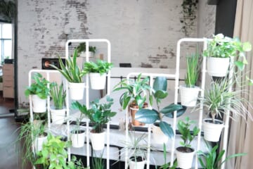 A TikToker Turned an IKEA Cabinet into an Indoor Greenhouse (It’s Gorgeous)