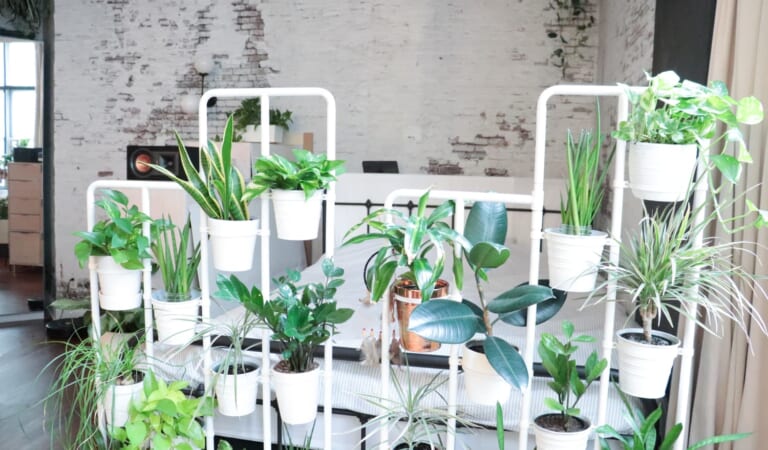 A TikToker Turned an IKEA Cabinet into an Indoor Greenhouse (It’s Gorgeous)