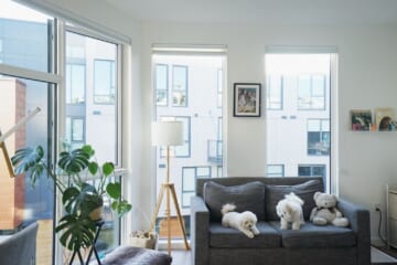 2 People and 2 Dogs Share This Small, Sun-Filled SF Studio