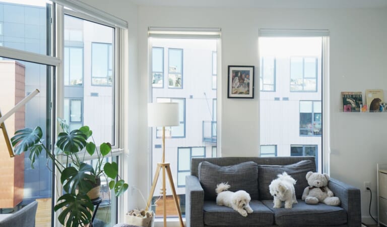 2 People and 2 Dogs Share This Small, Sun-Filled SF Studio